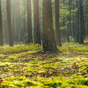 What Sustainability Really Means To Us